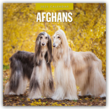 Afghans - Afghanischer Windhund 2025 - 16-Monatskalender – Red Robin Publishing Ltd naptár, kalendárium