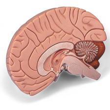  Agy mulage 2 részes gyógyászati segédeszköz