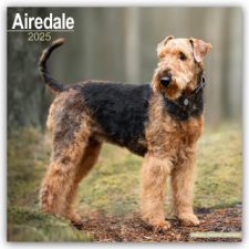 Airedale Terrier 2025 - 16-Monatskalender naptár, kalendárium