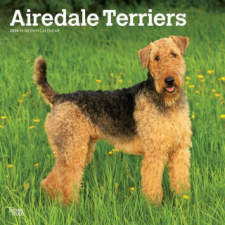  Airedale Terriers 2024 Square naptár, kalendárium