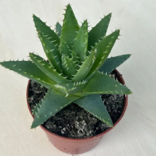  Aloe brevifolia fa és növény