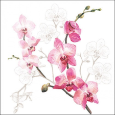 AMB.13317305 Orchid papírszalvéta 33x33cm, 20db-os asztalterítő és szalvéta