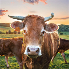  AMB.13317525 Cow in Sunset papírszalvéta 33x33cm, 20db-os asztalterítő és szalvéta