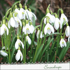 AMBIENTE Galanthus papírszalvéta 33x33cm, 20db-os konyhai eszköz