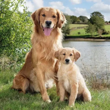 AMBIENTE Golden Retriever papírszalvéta 33x33cm,20db-os konyhai eszköz