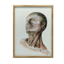 ANATÓMIAI FALI PLAKÁT NYAKIZMOK ARANY KERETBEN 50x70 CM grafika, keretezett kép