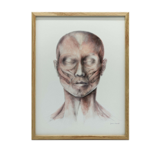 ANATÓMIAI PLAKÁT ARCIZMOK KERETBEN 50x70 CM grafika, keretezett kép