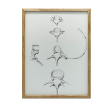 ANATÓMIAI PLAKÁT FALI GERINCSRE C6 C7 L4 70x100 CM KERETTEL grafika, keretezett kép