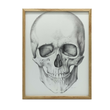 ANATÓMIAI PLAKÁT FALI KOPONYA ELÜL TÖLGY KERETTEL 50x70 CM grafika, keretezett kép