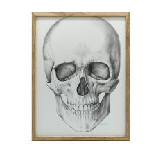  ANATÓMIAI VÁSZFESTÉS FALKOPONYA ELŐRE KERET NÉLKÜL 50x70 CM grafika, keretezett kép