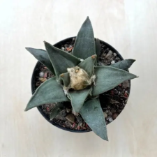  Ariocarpus retusus fa és növény