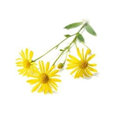  Árnika olaj vitamin és táplálékkiegészítő