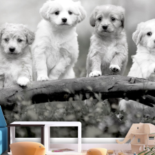 Artgeist Fotótapéta - Four Puppies 250x175 grafika, keretezett kép