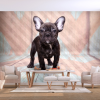 Artgeist Fotótapéta - French Bulldog 150x105