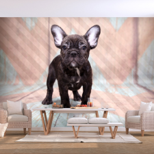 Artgeist Fotótapéta - French Bulldog 200x140 grafika, keretezett kép