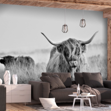 Artgeist Öntapadó fotótapéta - Highland Cattle 294x210 grafika, keretezett kép