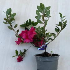  Azalea japonica ‘Christina’ fa és növény