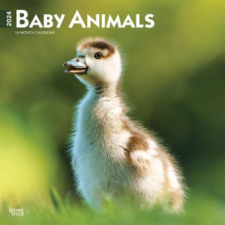 Baby Animals 2024 Square naptár, kalendárium
