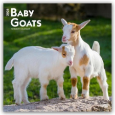  Baby Goats - Ziegenbabys 2026 - 16-Monatskalender naptár, kalendárium