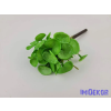  Békalencse gumis bokor 21 cm - Világos Zöld Foltos