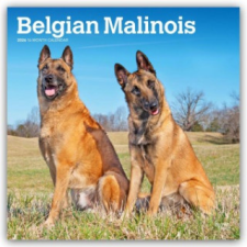  Belgian Malinois 2026 - 16-Monatskalender naptár, kalendárium
