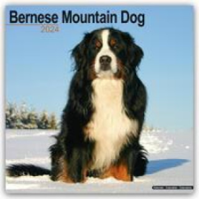  Bernese Mountain Dog - Berner Sennenhund 2024 - 16-Monatskalender naptár, kalendárium