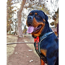 Bestia Bestia Bőr Hám Csokornyakkendővel L Méret Fekete/Piros BWHN1LWH1 nyakörv, póráz, hám kutyáknak