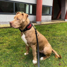  Bestia Bőr Nyakörv M Méret Fekete/Piros RD1MBLRD2 nyakörv, póráz, hám kutyáknak