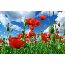  Blueback MAT Flori75 fotótapéta, 250 x 200 cm tapéta, díszléc és más dekoráció