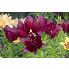  Blueback MAT Flori77 tapéta, 250 x 200 cm tapéta, díszléc és más dekoráció