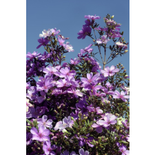  Blueback MAT Flori92 tapéta, 200 x 255 cm tapéta, díszléc és más dekoráció