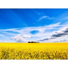  Blueback MAT fotótapéta, Erdő egy repce mezőben, 250 x 200 cm tapéta, díszléc és más dekoráció