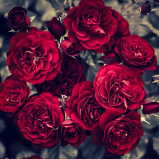  Blueback MAT "Virágok 31" fotótapéta, 200 x 255 cm tapéta, díszléc és más dekoráció