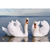  Blueback MAT tapéta, Madarak17 Hattyúk a tavon, 300 x 200 cm