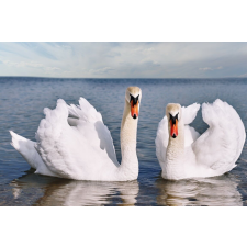  Blueback MAT tapéta, Madarak17 Hattyúk a tavon, 300 x 200 cm tapéta, díszléc és más dekoráció