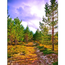  Blueback MAT Tapéta, Út az erdőbe, 200 x 255 cm tapéta, díszléc és más dekoráció