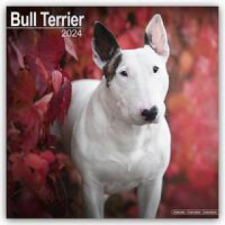  Bull Terrier - Bull Terrier 2024 - 16-Monatskalender naptár, kalendárium