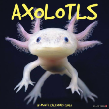 CAL 25 AXOLOTLS 2025 WALL – WALL naptár, kalendárium