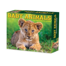 CAL 25 BABY ANIMALS 2025 BOX – BOX naptár, kalendárium