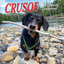 CAL 25 CRUSOE THE CELEBRITY DACHSHUND – MINI WALL naptár, kalendárium