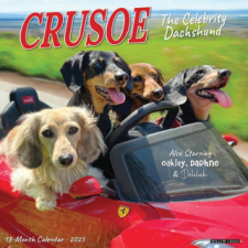 CAL 25 CRUSOE THE CELEBRITY DACHSHUND – WALL naptár, kalendárium