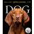  CAL 26 DOG GALLERY – BOX
