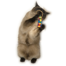 Cat Dancer Macskatáncos gyűrűs farok üldözők 2 csomag macskajáték játék macskáknak