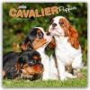  Cavalier King Charles Spaniel Puppies - Cavalier King Charles Spaniel Welpen 2026 - 16-Monatskalender