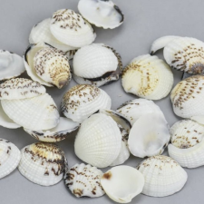  Cirmos fehér kagyló 2,5 - 3,5cm 10 dkg / csomag dekoráció