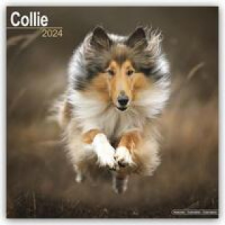  Collie 2024 - 16-Monatskalender naptár, kalendárium