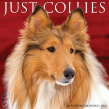  Collies 2026 12 X 12 Wall Calendar idegen nyelvű könyv