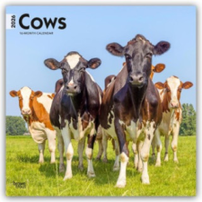  Cows - Kühe 2026 - 16-Monatskalender (Kalendář/Diář) naptár, kalendárium