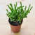  Crassula muscosa