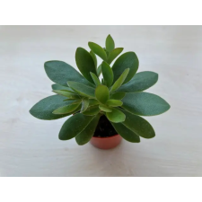  Crassula ovata 'Money maker' fa és növény